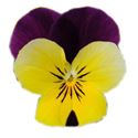 Bild von Viola P9 kleinbloemig Yellow purple wing